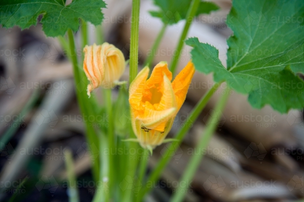 Pumpkin flowers - Australian Stock Image