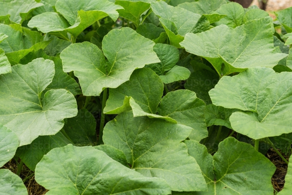 pumpkin leaves in early autumn - Australian Stock Image