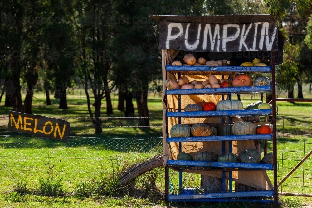 Pumpkins for sale at farm beside rural road in NSW, Australia - Australian Stock Image