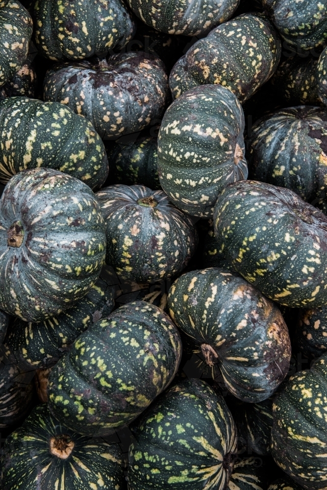 Pumpkins in Gatton filling the frame - Australian Stock Image