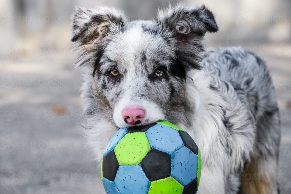 Pup carries a soccer ball in her mouth. - Australian Stock Image