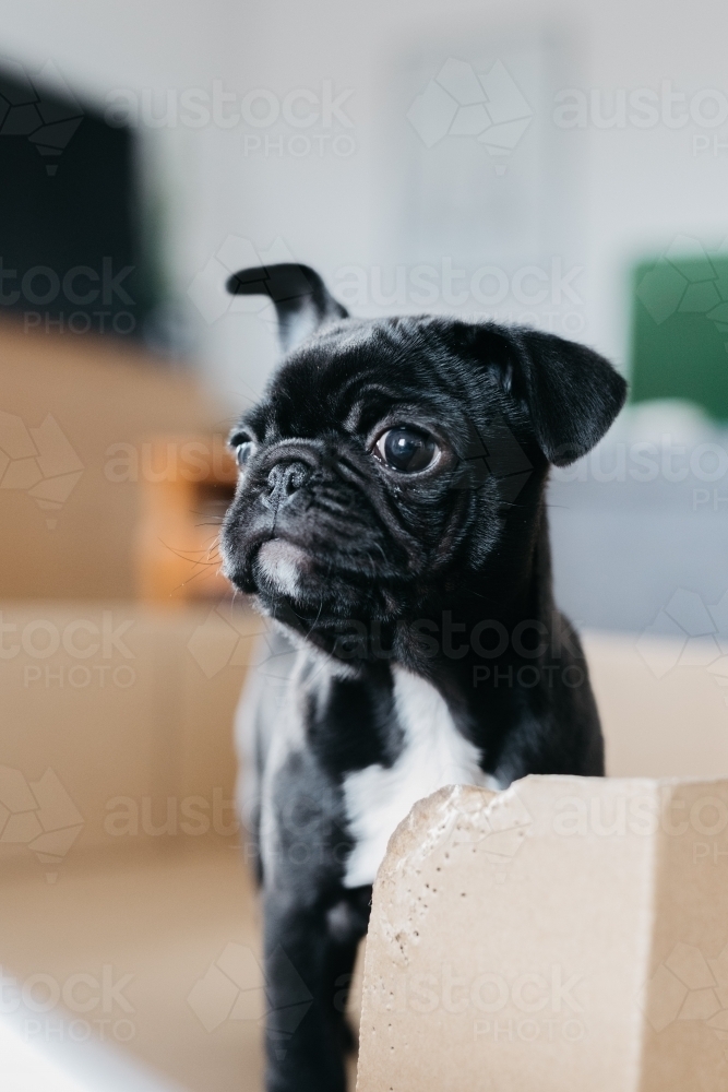 puppy looking at camera - Australian Stock Image