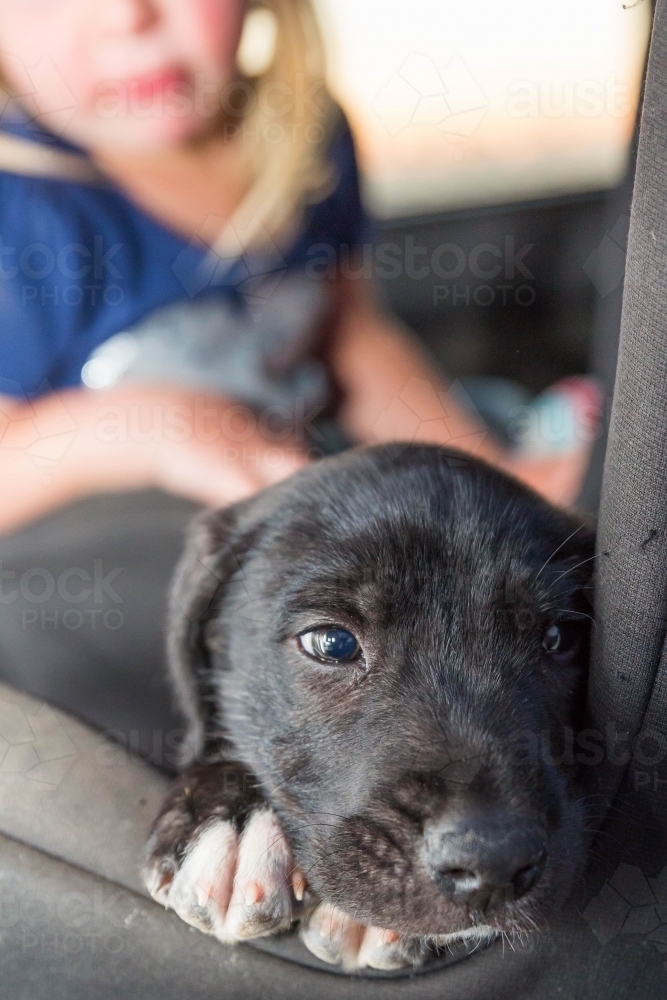 Puppy resting head on paws with child in background - Australian Stock Image