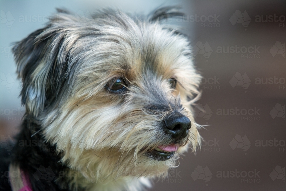Puppy with tongue out - Australian Stock Image