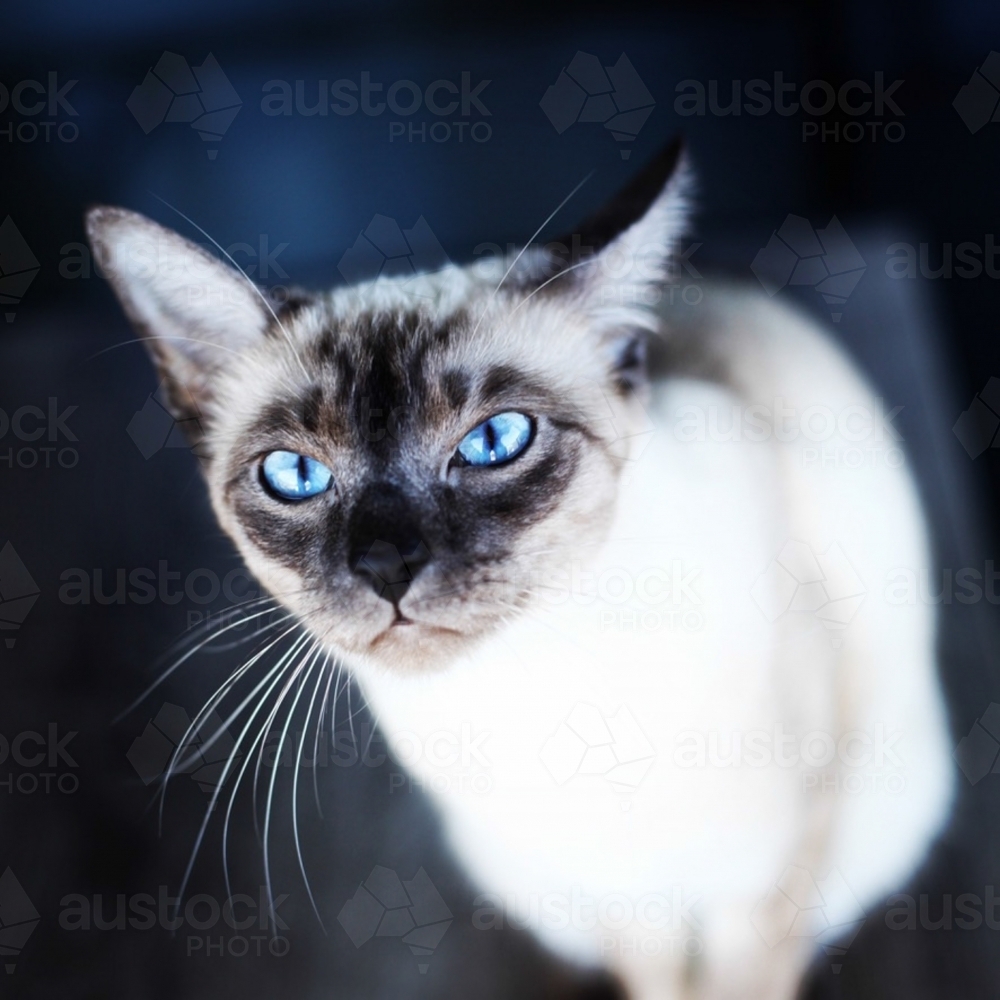 pure-bred rag-doll cat stares upwards with piercing blue eyes, sitting, sharp face, soft focus - Australian Stock Image