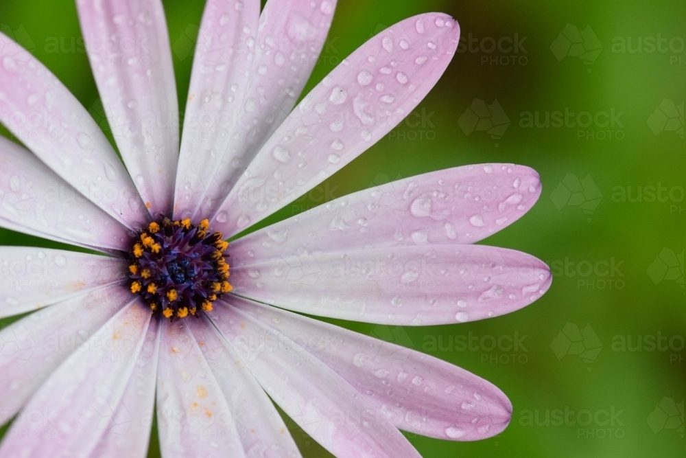 Purple and pink flower with raindrops on petals with a green background - Australian Stock Image