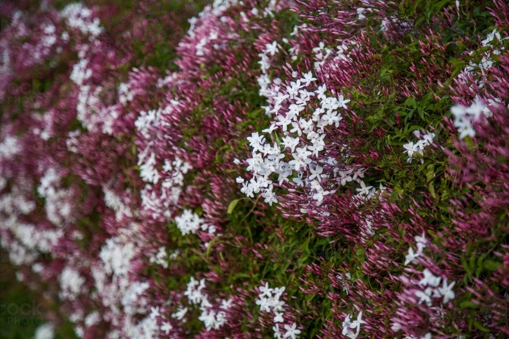 Purple and pink Jasmine flowers growing over a hedge - Australian Stock Image