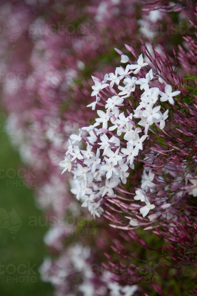 Purple and pink Jasmine flowers growing over a hedge - Australian Stock Image