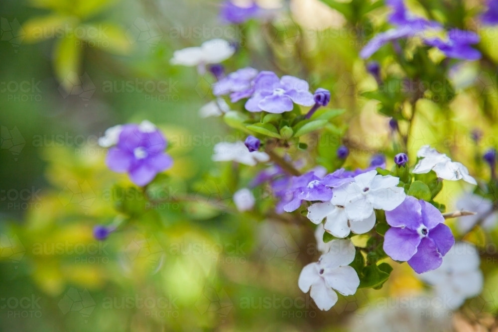 Purple and white flowers of Yesterday Today Tomorrow plant - Australian Stock Image