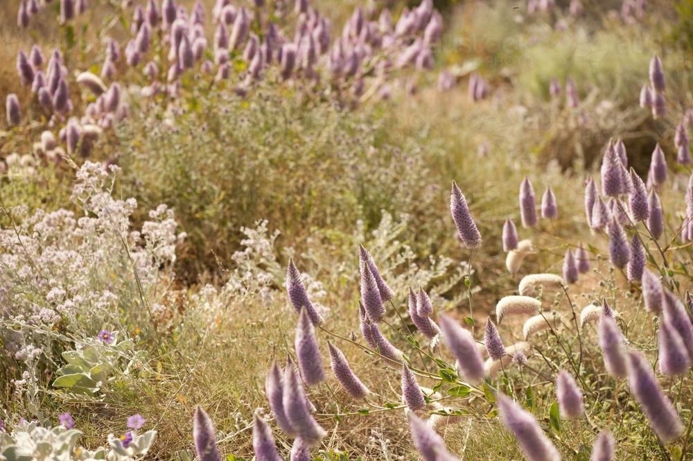Purple and white wildflowers in bushland - Australian Stock Image