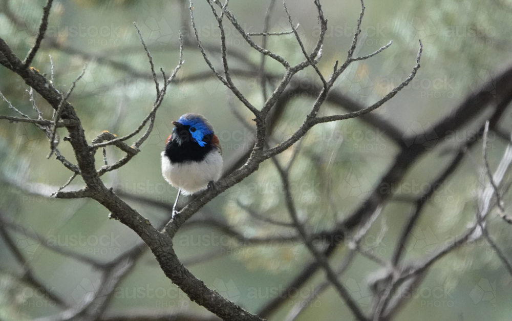 Purple-backed Wren perched in a bush - Australian Stock Image