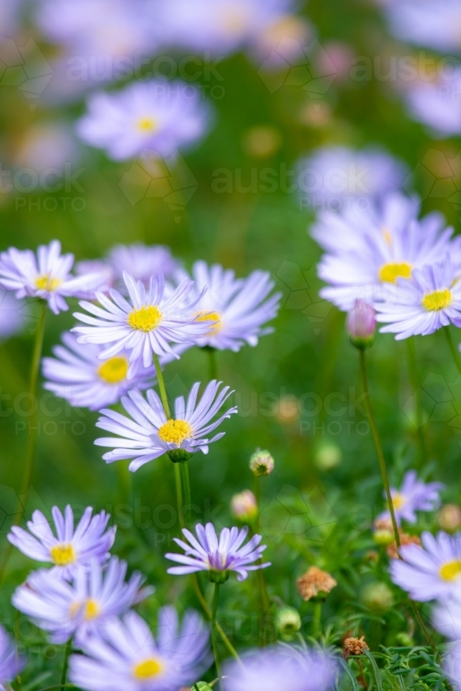 Image of Purple native daisy flowers in garden. Austockphoto