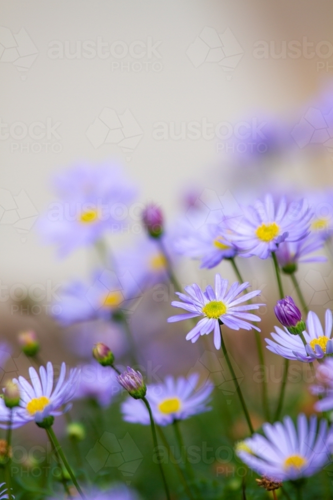 Purple Brachyscome multifida native daisy flowers in garden. - Australian Stock Image