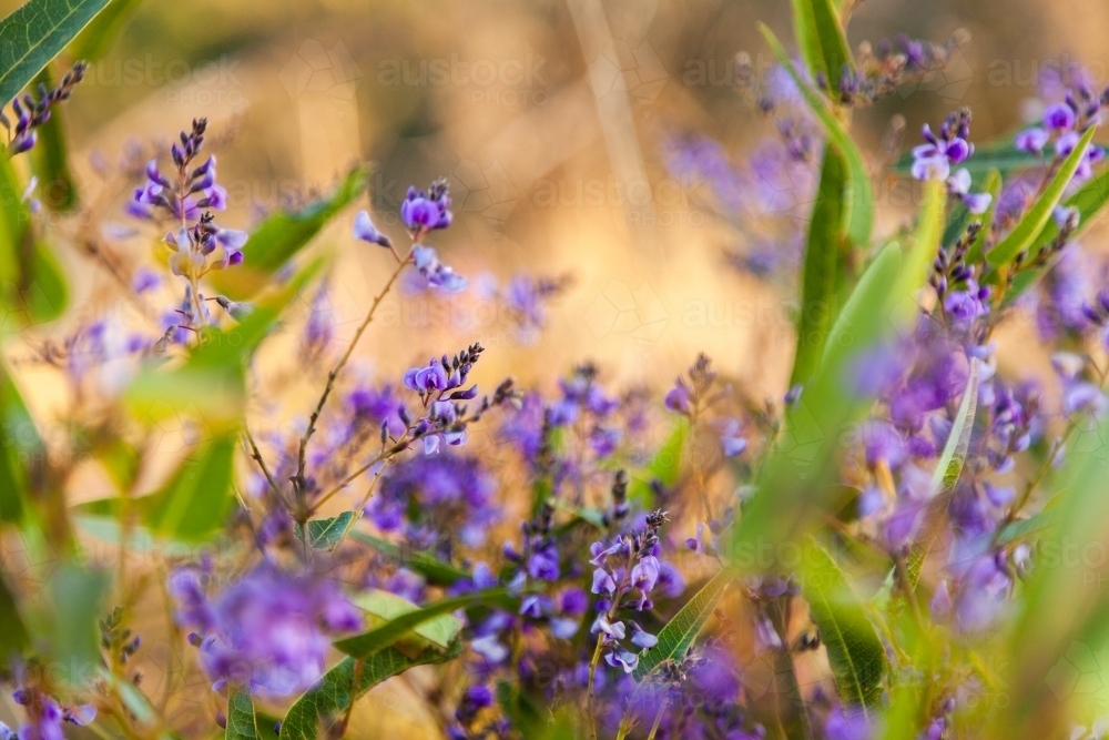 Purple coral-pea native lilac wildflower growing in the bush - Australian Stock Image