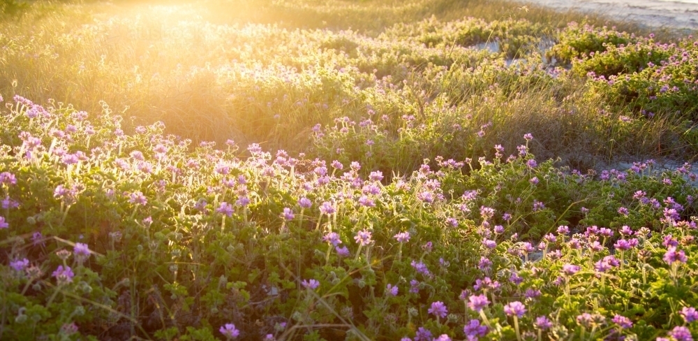 Purple flower geranium dune vegetation - Australian Stock Image