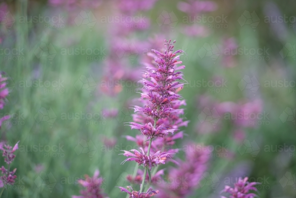 Purple flower in garden - Australian Stock Image