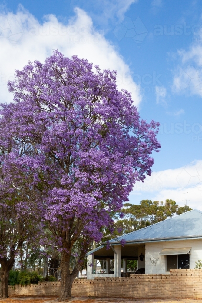 Purple flowering Jacaranda street tree in front of house - Australian Stock Image