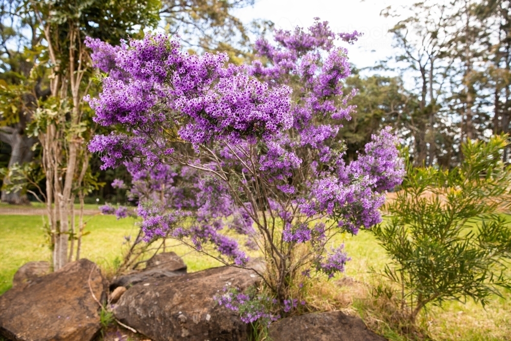 Image of purple flowering shrub at Binna Burra - Austockphoto