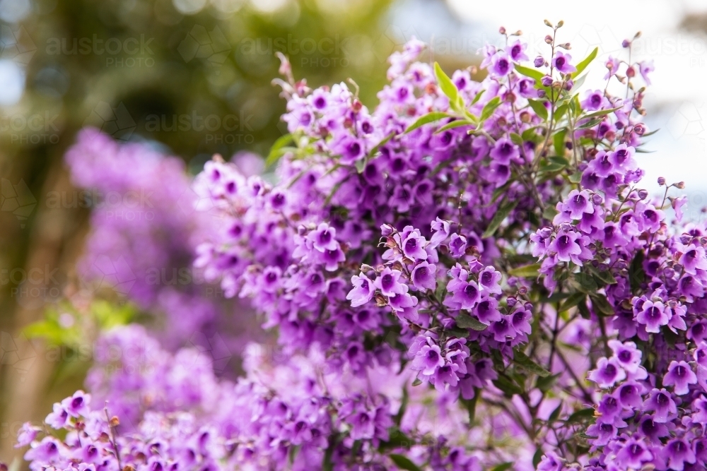 purple flowering tree close up with blurry background - Australian Stock Image
