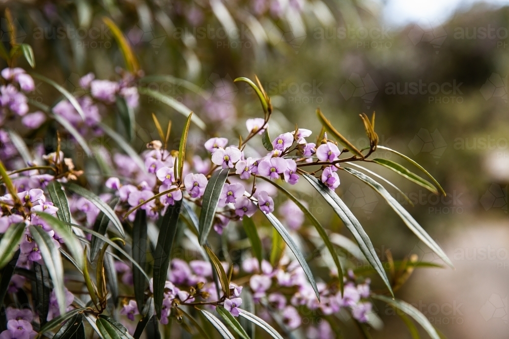 purple flowers and long green leaves - Australian Stock Image