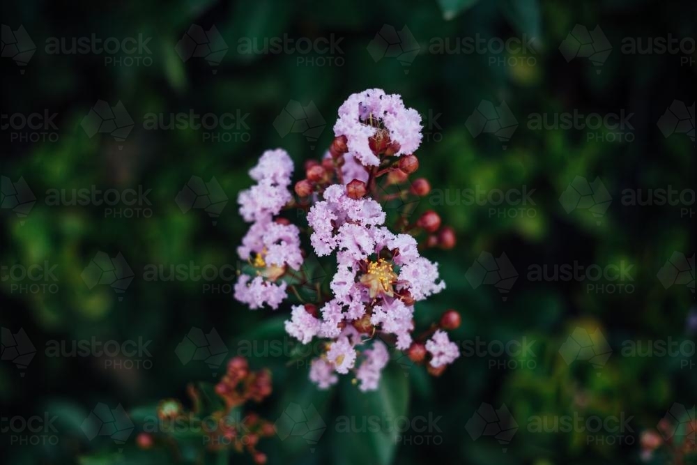 Purple flowers and red berries - Australian Stock Image
