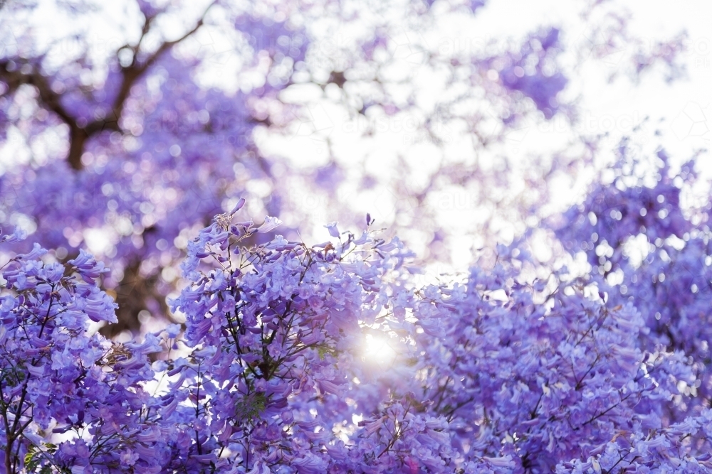 Purple flowers and sun flare with bokeh background - Australian Stock Image