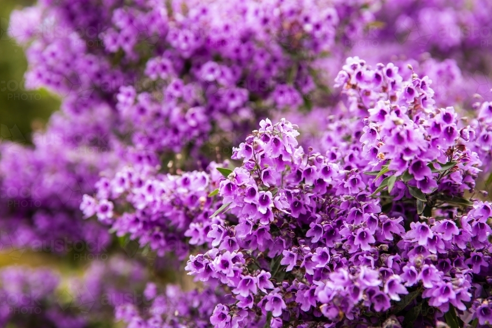 purple flowers filling the frame - Australian Stock Image