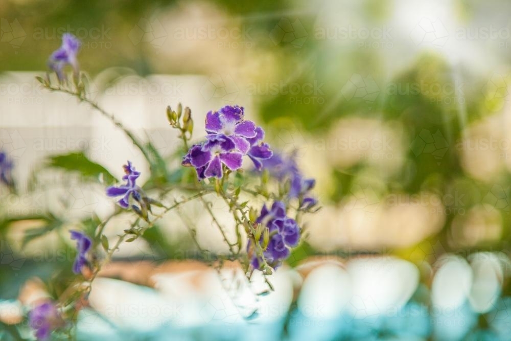 Purple flowers in the morning sunlight - Australian Stock Image
