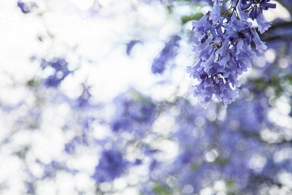 Purple flowers of a Jacaranda tree with copy space - Australian Stock Image