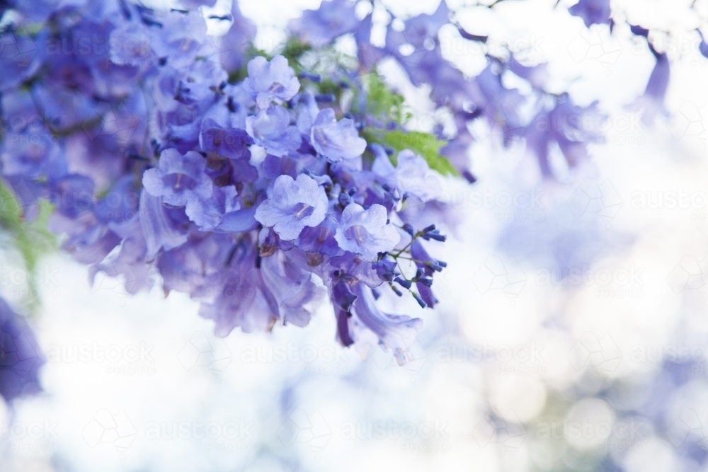 Purple flowers of a Jacaranda tree with copy space - Australian Stock Image