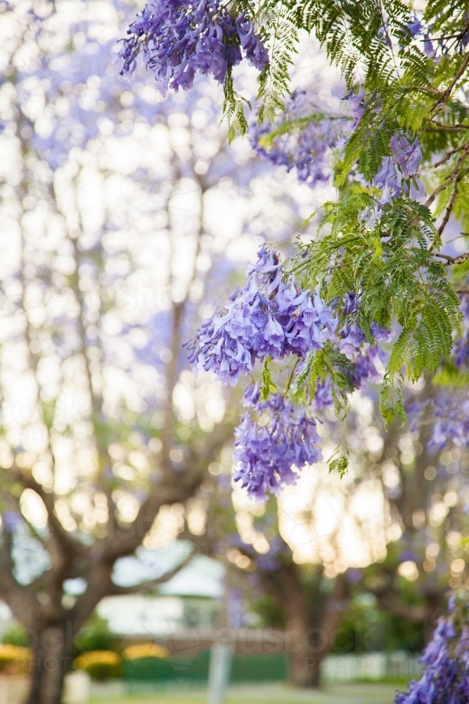 Purple flowers of a Jacaranda tree with copy space - Australian Stock Image
