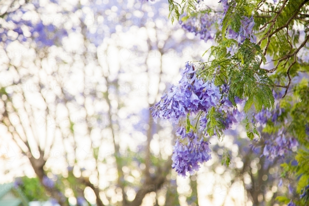 Purple flowers of a Jacaranda tree with copy space - Australian Stock Image