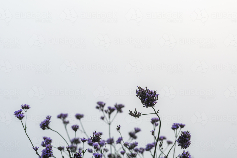 Purple flowers of roadside plant with white mist as backdrop - Australian Stock Image