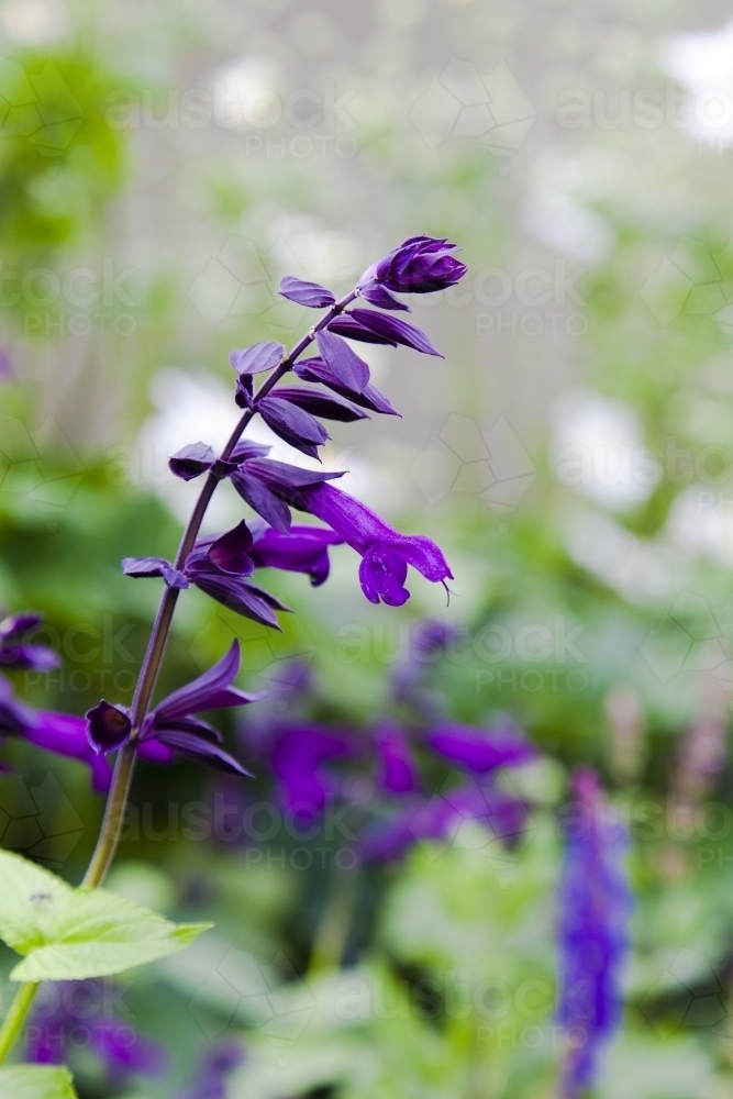 Purple flowers of salvia "black night" in a garden - Australian Stock Image