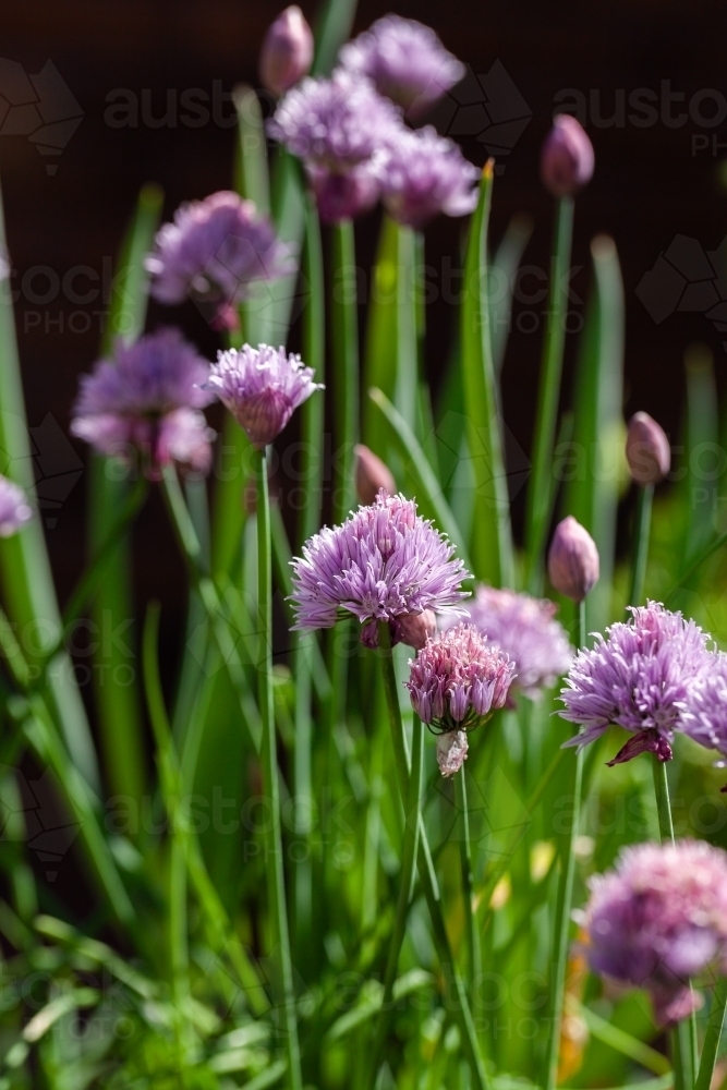 Purple flowers on chive plants in vegetable garden - Australian Stock Image