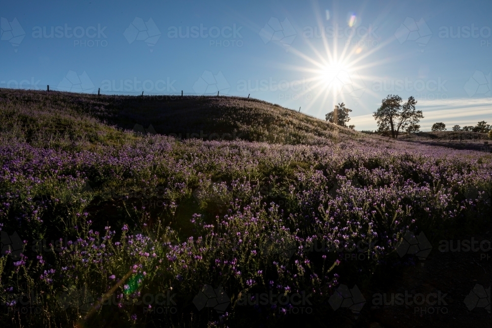 purple flowers on hillside in morning sun - Australian Stock Image