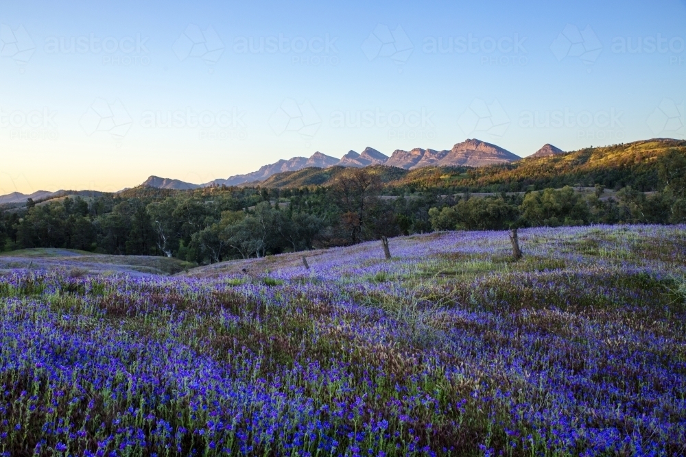 Purple flowers with mountain range behind - Australian Stock Image