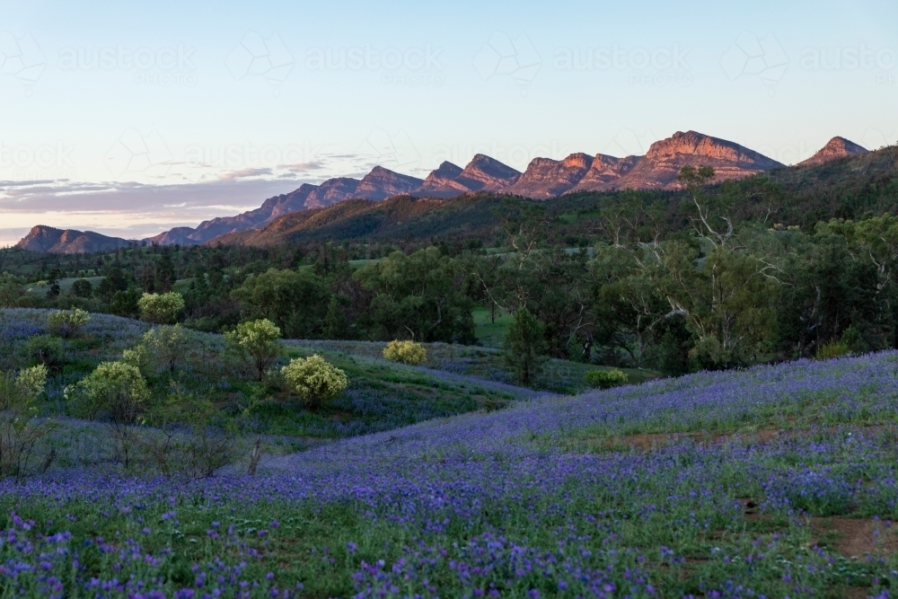 purple flowers with rugged hills in background - Australian Stock Image