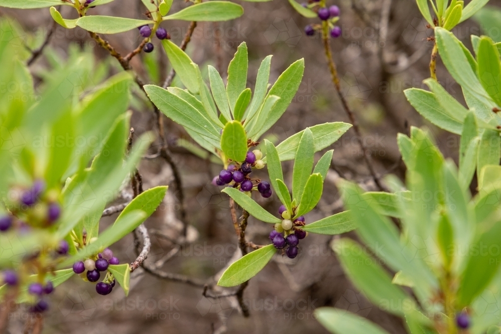 Purple fruit on coastal beard-heath - Australian Stock Image