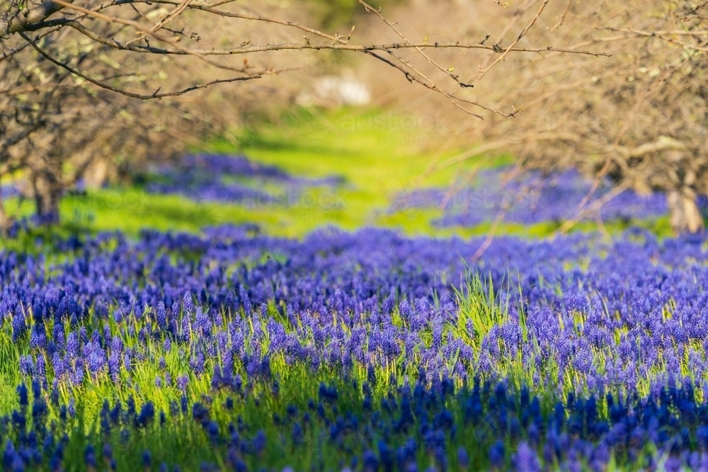 Purple grape hyacinths in between rows of apple trees in an  orchard - Australian Stock Image