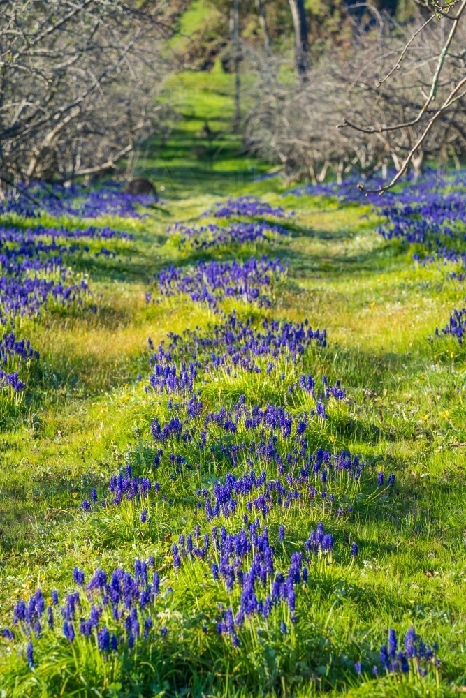 Purple grape hyacinths in between rows of apple trees in an  orchard - Australian Stock Image
