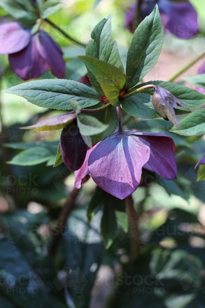 Purple hellebore - Australian Stock Image