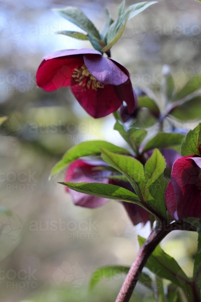 Purple hellebore plant in flower - Australian Stock Image