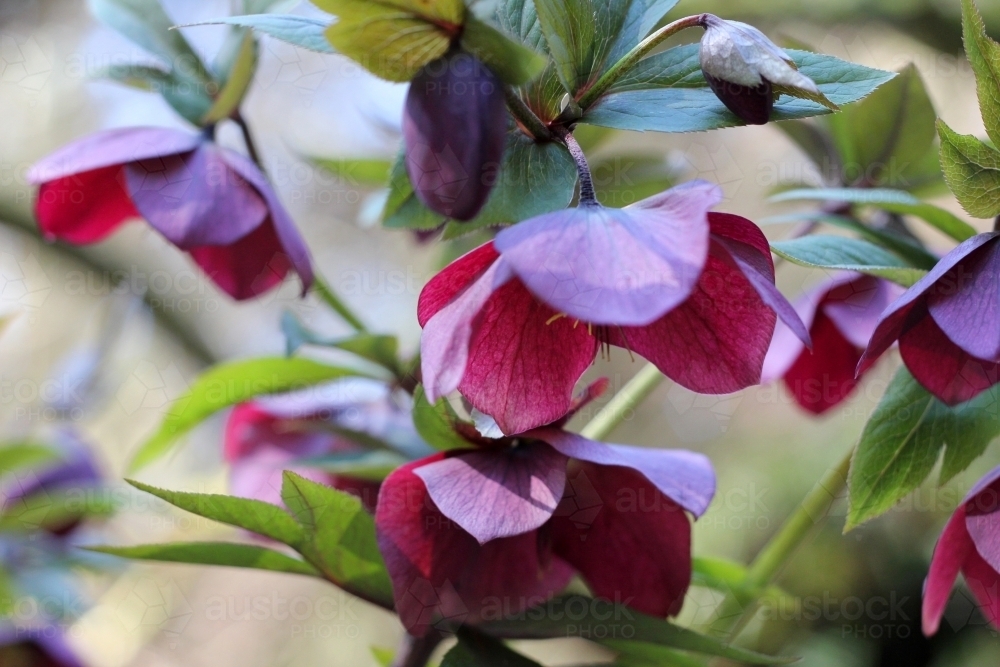 Purple hellebore plant in flower - Australian Stock Image