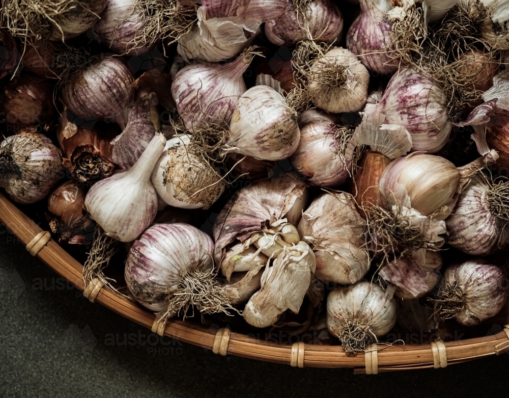 Purple Home grown Garlic Bulbs ready to eat - Australian Stock Image
