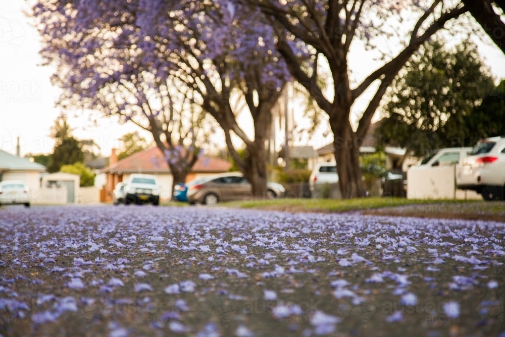 Purple jacaranda blossoms covering a suburban road - Australian Stock Image