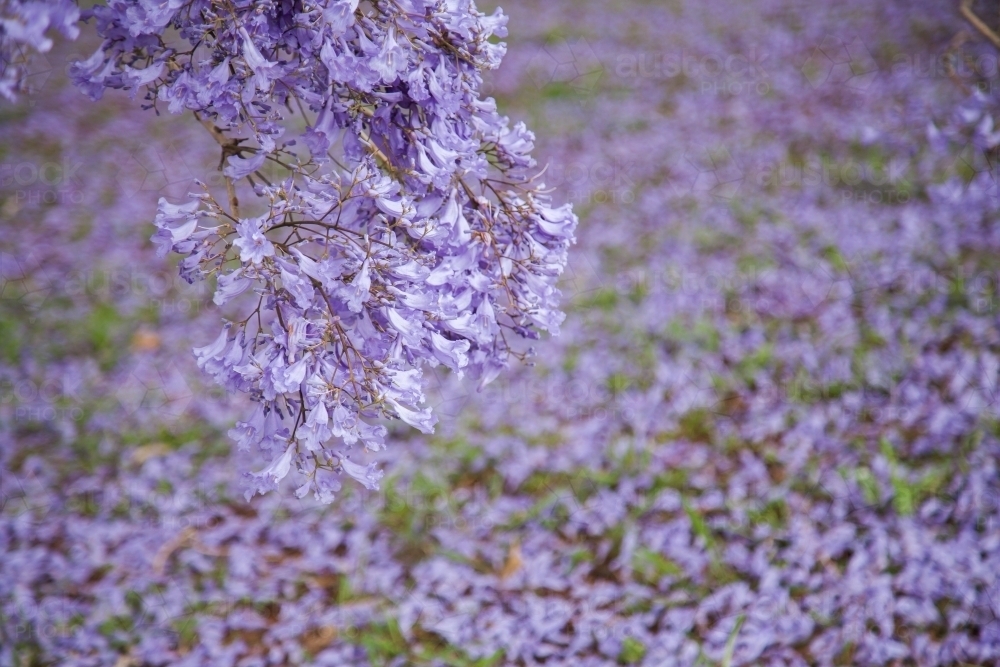 Purple jacaranda flowers on tree and scattered on the grass - Australian Stock Image