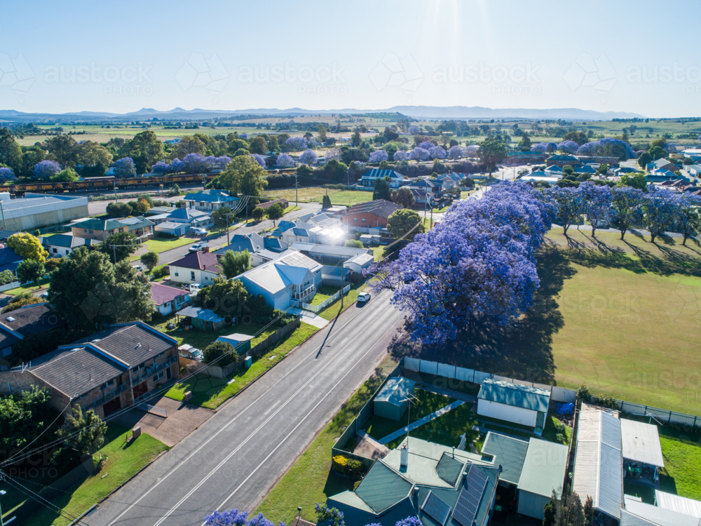Purple jacaranda trees along street of rural country town in Australia - Australian Stock Image