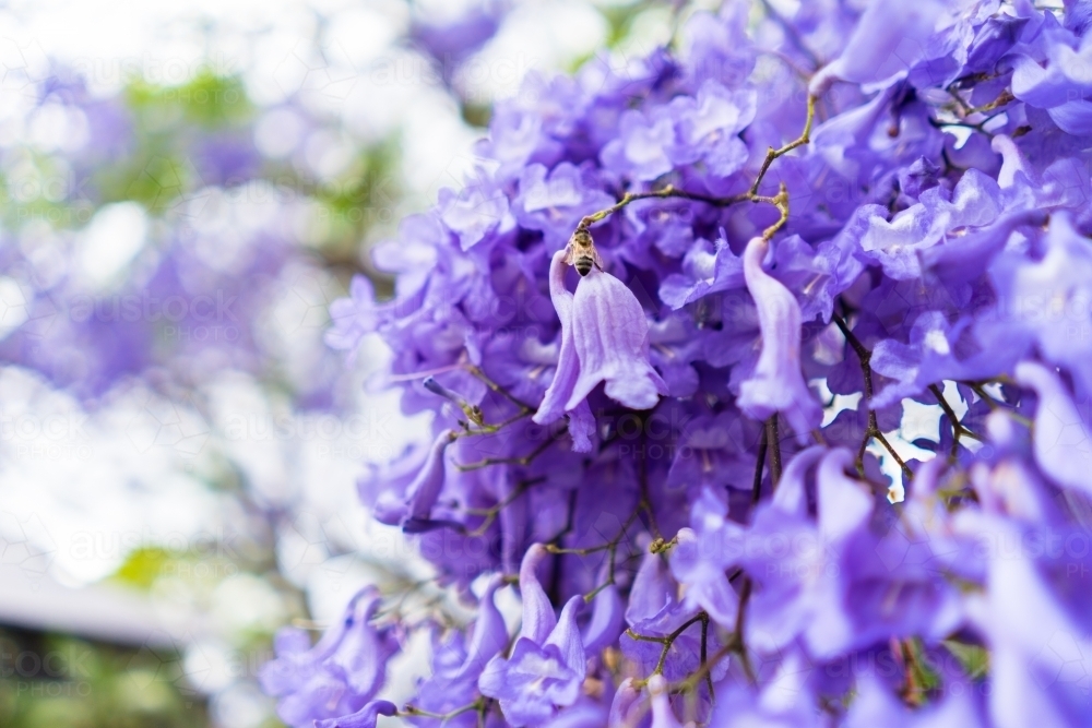 Purple Jacaranda Tree with bee on flower - Australian Stock Image