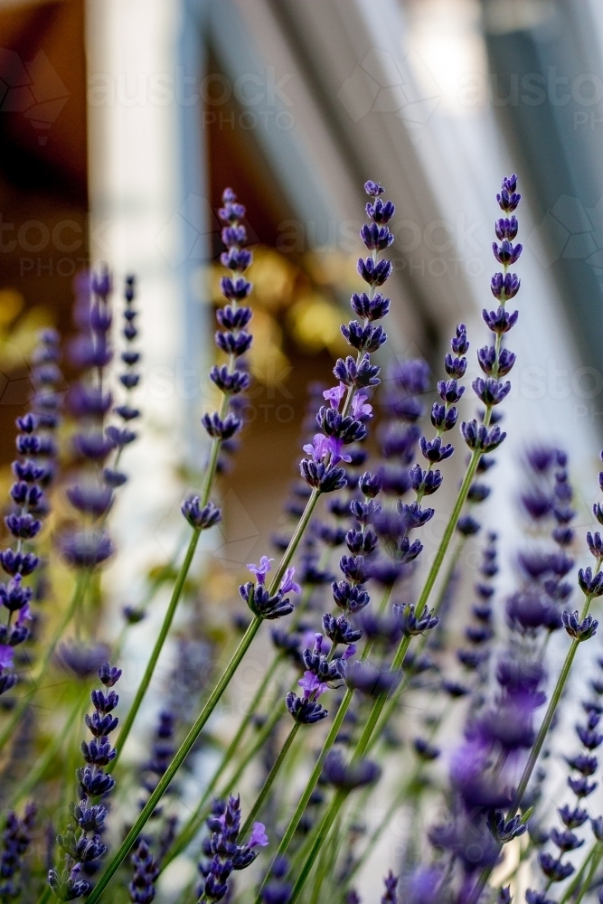 Purple lavender flowers in garden beside house - Australian Stock Image